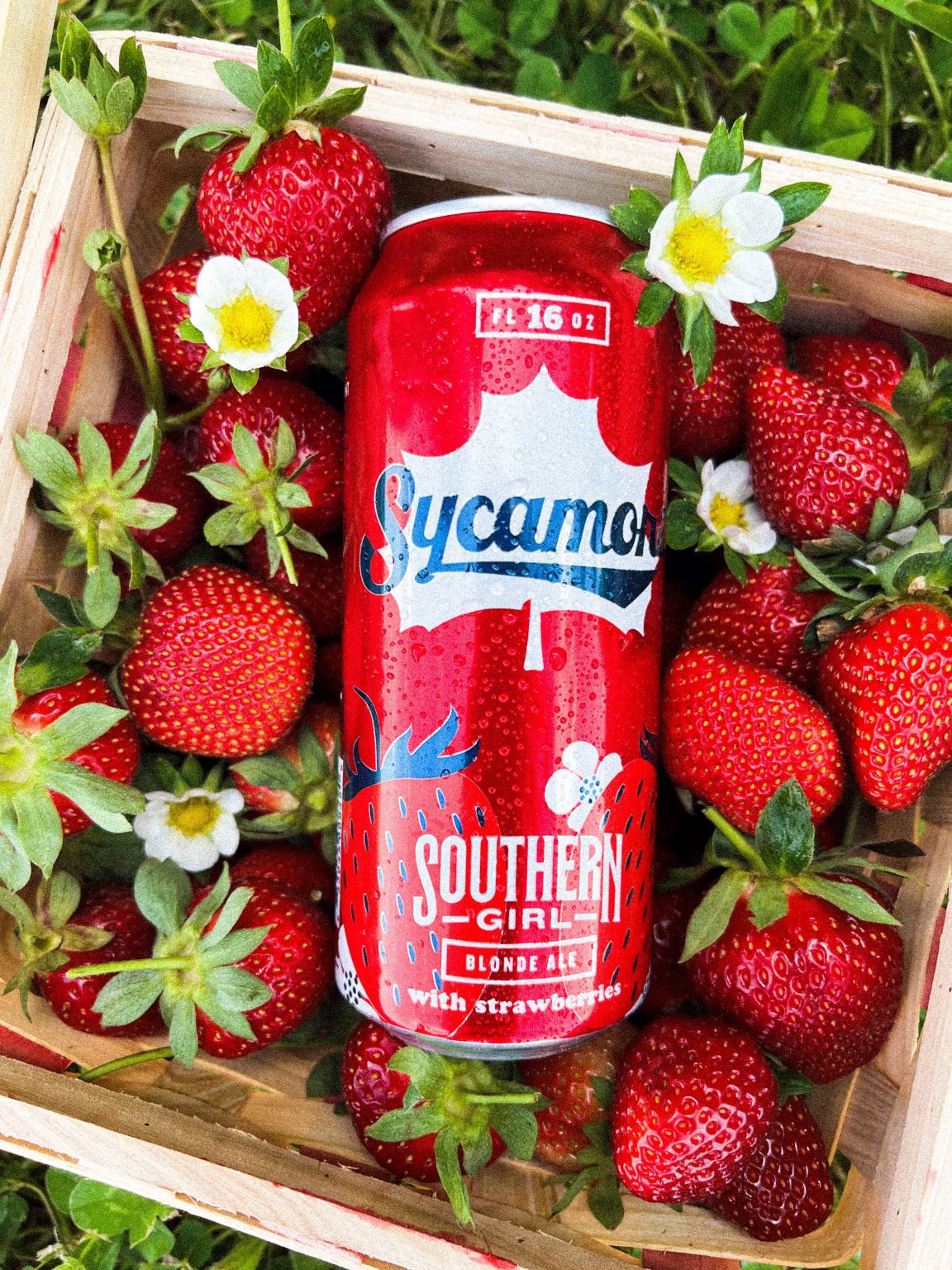 Sycamore Brewing Announces Return of Southern Girl Strawberry Blonde