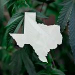 Texas Gov. Signs Executive Order to Create Legal Hemp Framework
